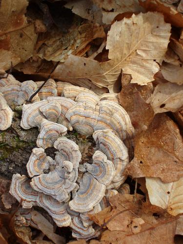 Turkey Tail Polypore