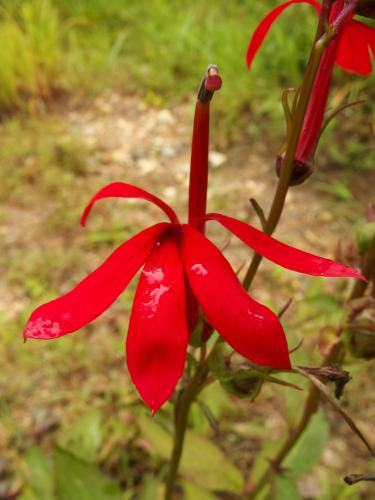 Cardinal Flower (Lobelia cardinalis) at North River Preserve in southern New Hampshire