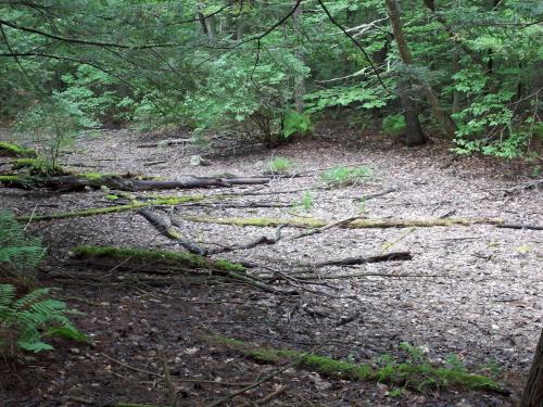 vernal pool at North River Preserve in southern New Hampshire