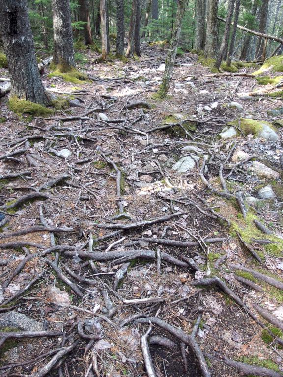 rooty trail to Norumbega Mountain at Acadia National Park in Maine