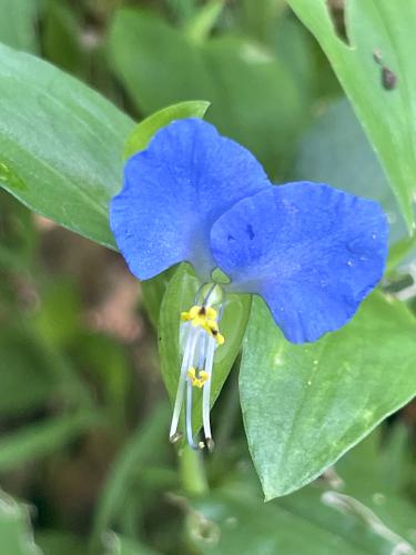 Asiatic Day Flower (Commelina communis) in September at Norwottuck Rail Trail near Northampton in northern Massachusetts