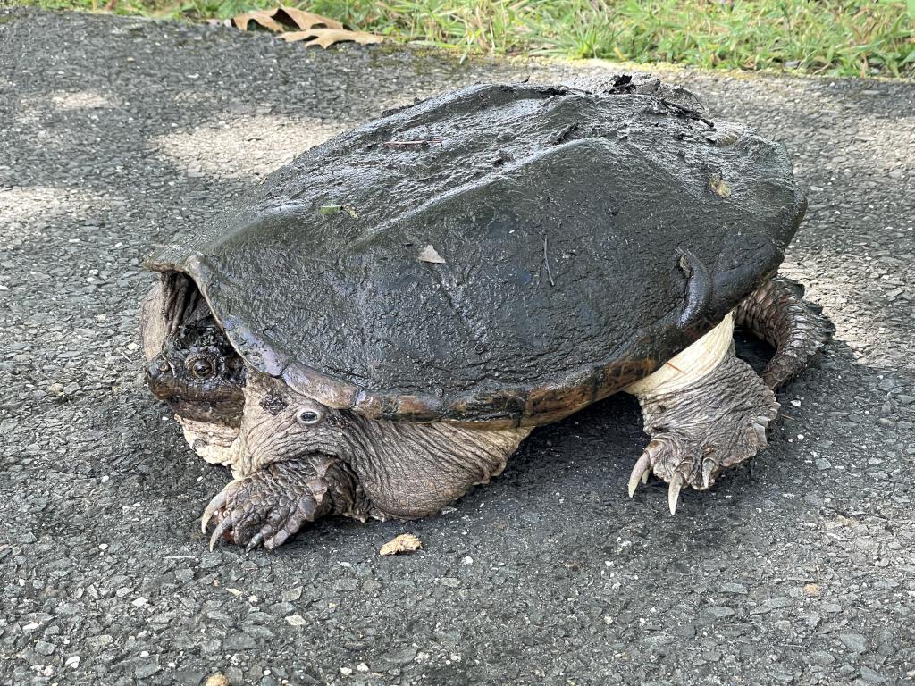 Snapping Turtle (Chelydra serpentina) in September on Norwottuck Rail Trail near Northampton in northern Massachusetts