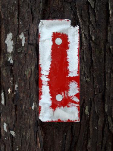 gnawed aluminum blaze in December at Nottingcook Forest near Bow in southern New Hampshire