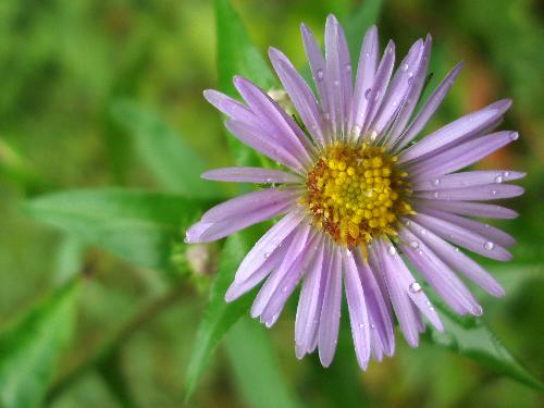 New England Aster flower