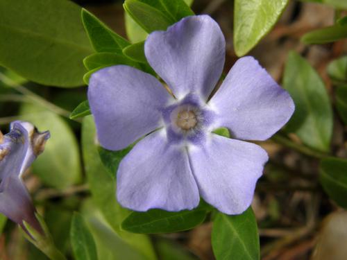 Periwinkle (Vinca minor)