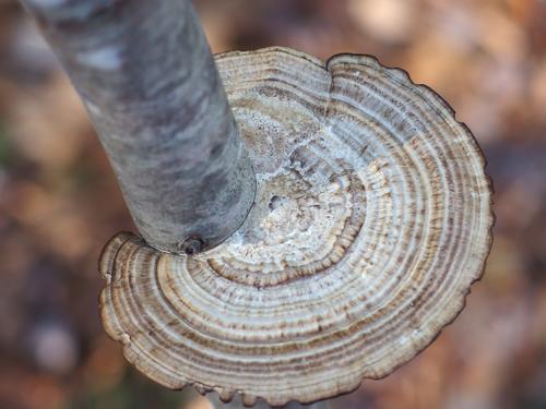 shelf mushroom at Oaklands Town Forest near Exeter in southern New Hampshire