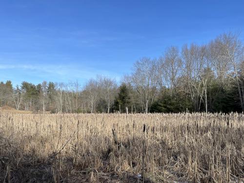 marsh in February at O'Brien Farm near Westford in northeast MA