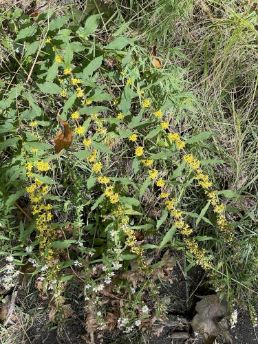 Woodland Goldenrod