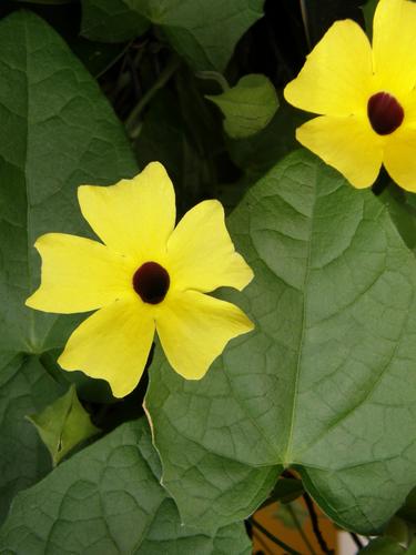 Black-eyed Susan Vine