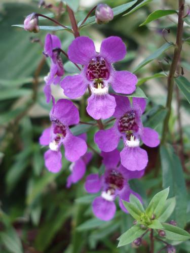 Angelface (Angelonia angustifolia)