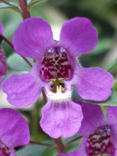 Angelface (Angelonia angustifolia)