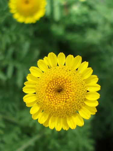 Golden Marguerite (Anthemis tinctoria)