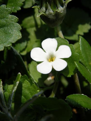 Cabana White Bacopa (Sutera cordata 'Cabana White')