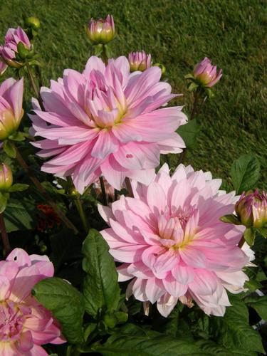 Alloway Candy Dahlia (Dahlia 'Alloway Candy')