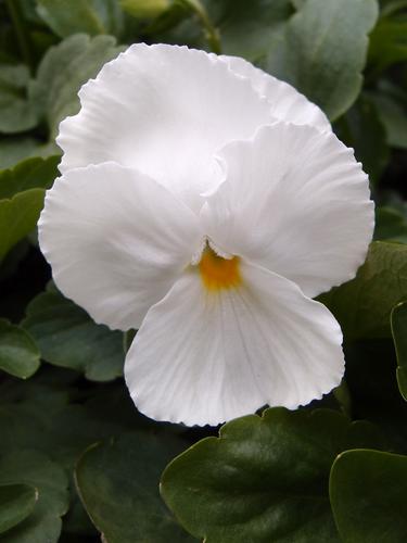 Horned Violet (Viola cornuta)