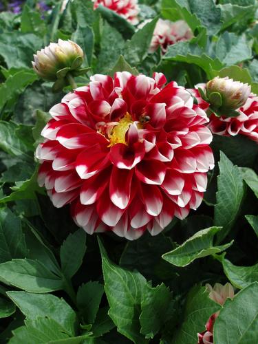 pompon-style Dahlia (Dahlia x hybrida)