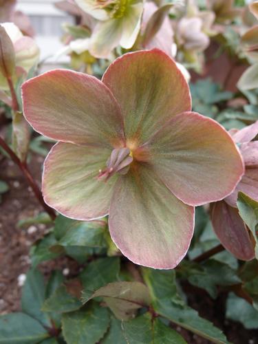 Lenten Rose (Helleborus x ballardiae 'December Dawn')