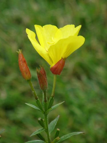 Fireworks Sundrops