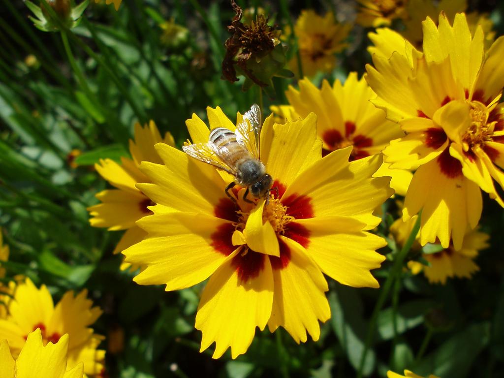 Goldmane Coreopsis (Coreopsis basalis) in July at Ogunquit in southern coastal Maine