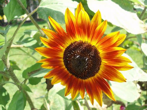 Sunflower (Helianthus annuus)