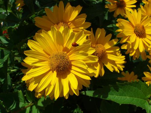 Oxeye sunflower (Heliopsis helianthoides)