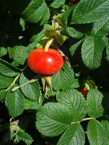 Rugosa Rose (Rosa rugosa) hip