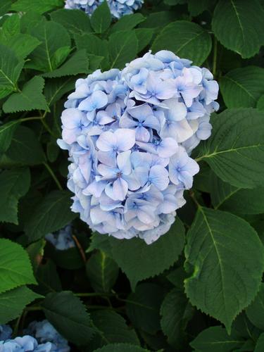 Bigleaf Hydrangea