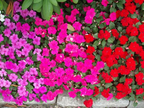 Busy Lizzie (Impatiens walleriana)