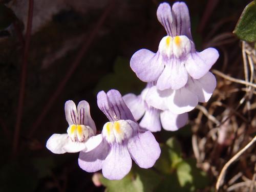 Kenilworth Ivy (Cymbalaria muralis)