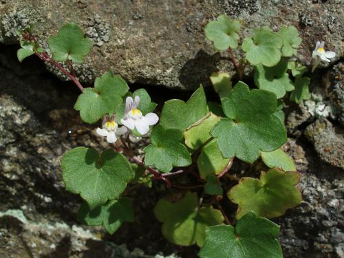 Kenilworth Ivy (Cymbalaria muralis)