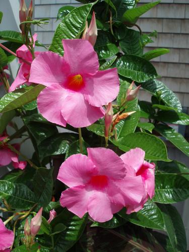 Pink Allamanda