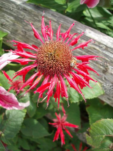 Bergamot (Monarda didyma)