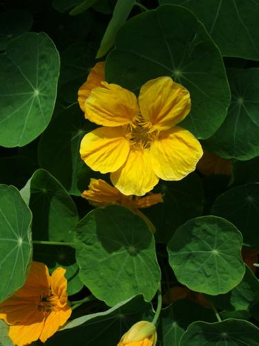 Nasturtium