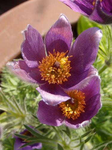 Pasque Flower (Pulsatilla vulgaris)