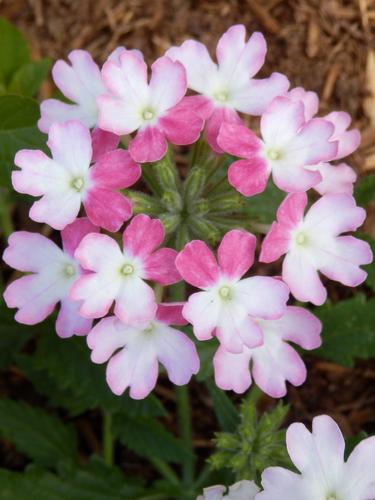 Lanai Pink Twister Verbena