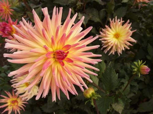 semi-cactus Dahlia at Ogunquit Beach in Maine