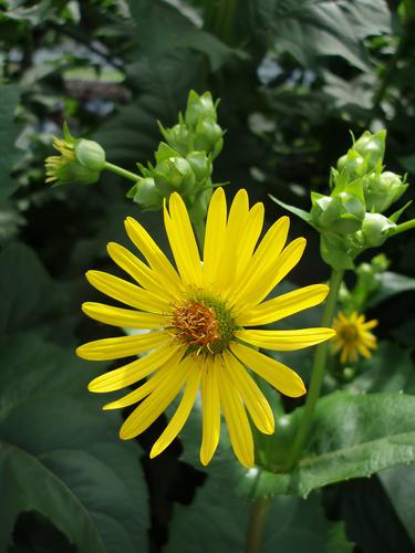 Cup Plant (Silphium perfoliatum) in July at Ogunquit in south coastal Maine