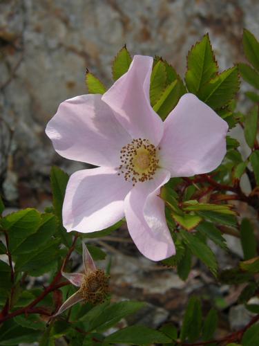 Smooth Rose (Rosa blanda)