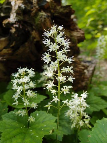 Foamflower