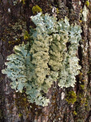 Salted Starburst Lichen