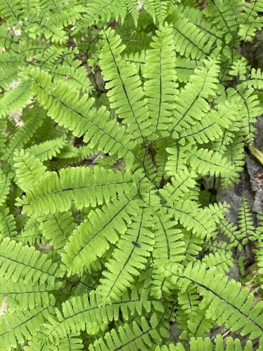 Northern Maidenhair