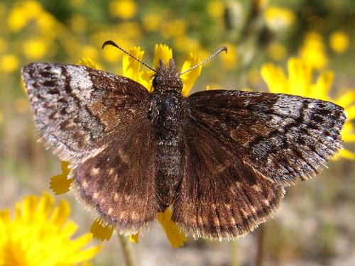 Dreamy Duskywing (Erynnis icelus)