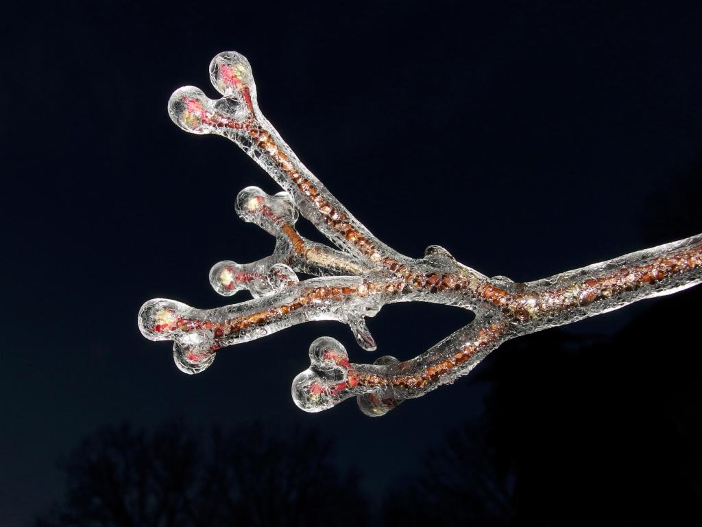 icy tree branchlet in January near the O'Reilly-Fleetham Trail at Concord in southern New Hampshire