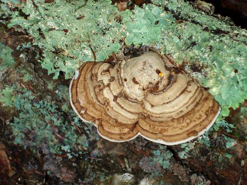 Artist's Fungus