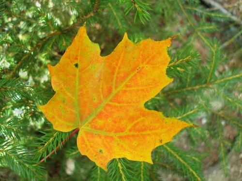 yellow maple leaf