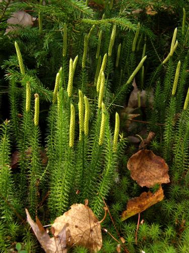 Bristly Clubmoss