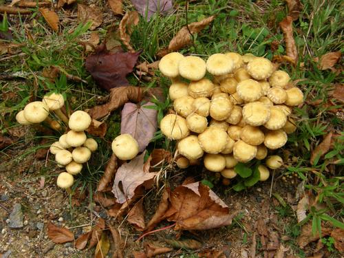 Sulphur Tuft