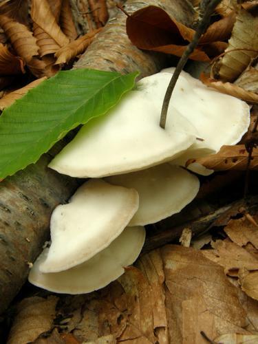 White Cheese Polypore