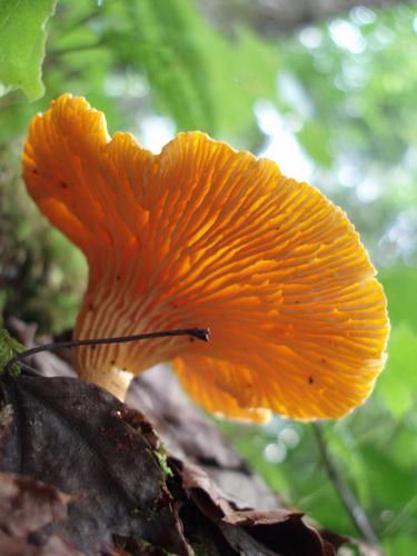 Cinnabar Chanterelle