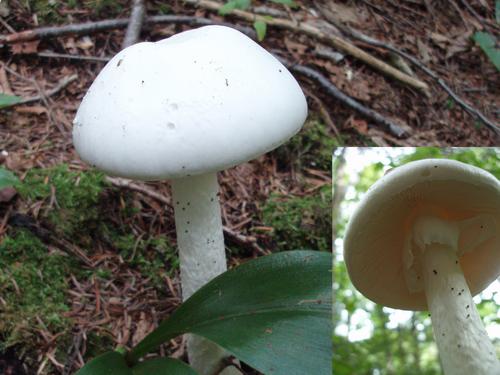 Destroying Angel (Amanita virosa)